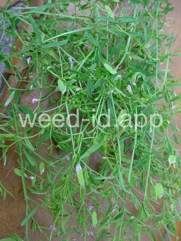 vetch, four seeded